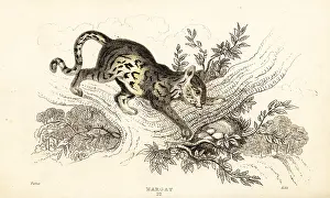 William Rhind: Margay, Leopardus wiedii
