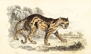 William Rhind: Margay, Leopardus wiedii