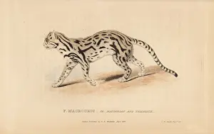Macrourus: Margay, Leopardus wiedii