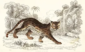 William Rhind: Margay, Leopardus wiedii catenata