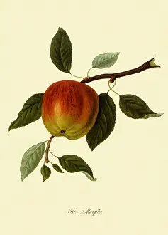 Leafed: Margil Apple