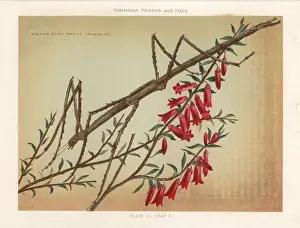Aromatica: Margin-winged stick insect and red epacris