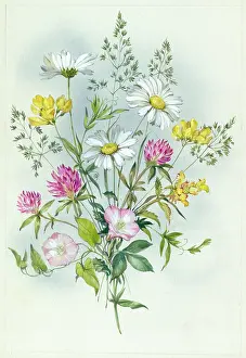 Convolvulus: Marguerite daisies and other assorted flowers