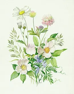 Marguerites: Marguerites, wild roses etc