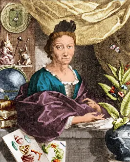 Entomologist: Maria Merian, German Naturalist