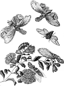 Sybilla: Maria Sybilla Merian