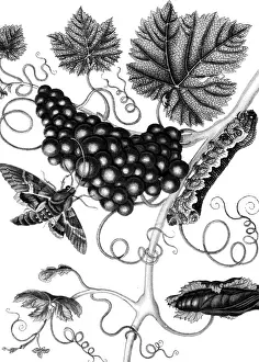 Sybilla: Maria Sybilla Merian