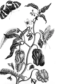 Sybilla: Maria Sybilla Merian