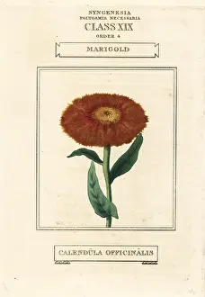 Calendula: Marigold, Calendula officinalis