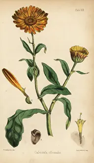 Homeopathy: Marigold, Calendula officinalis