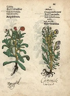Chamomile: Marigold, Calendula officinalis, and true