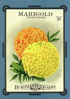 Packets: Marigold Seed Packet