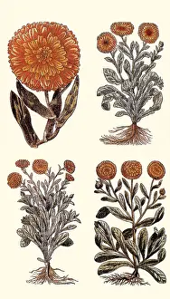 Marigolds: Marigolds