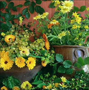 Millar: Marigolds, Helenium and Loosestrife