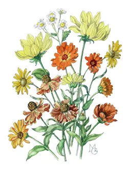 Feverfew: Marigolds, heleniums, feverfew