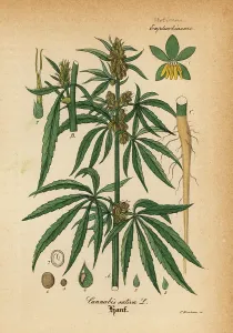 Artus: Marijuana or cannabis, Cannabis sativa
