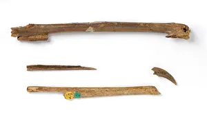 Holotype: Marinavis longirostris