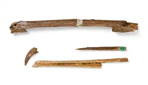 Procellariiformes: Marinavis longirostris