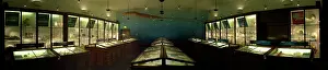 Teuthida: Marine Invertebrates