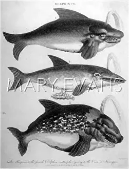 Orca: MARINE LIFE/DOLPHINS