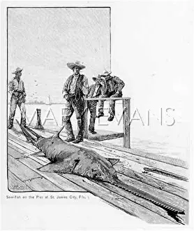 Sawfish: MARINE LIFE/FISH/SAWFISH