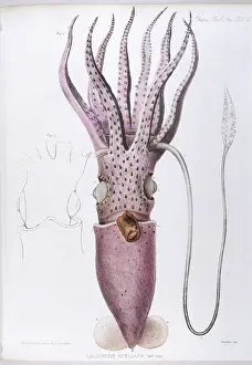 Nautical: MARINE LIFE/SQUID