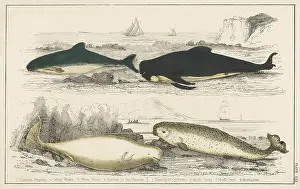 Porpoise: MARINE LIFE/WHALES