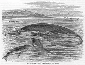 Humpback: MARINE LIFE/WHALES