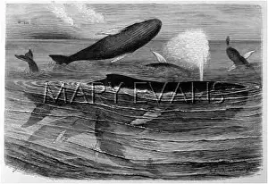 Humpback: MARINE LIFE/WHALES