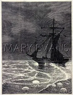 Manifesting: MARINE PHOSPHORESCENCE