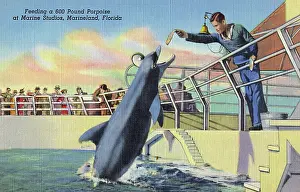 Porpoise: Marine Studios, Marineland, Florida, USA