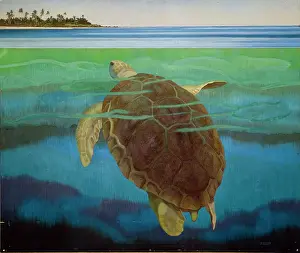 Testudines: Marine turtle