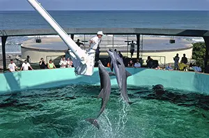 Marineland: Marineland, dolphins, Florida, aquarium