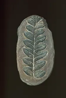 Pteridospermatophyta: Mariopteris muricata, seed fern