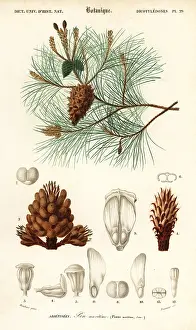 Louis Joseph Edouard Maubert: Maritime pine or cluster pine, Pinus pinaster