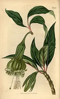 Viridiflora: Markea viridiflora