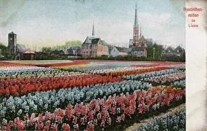 Keukenhof: Market Reports Illustrated -