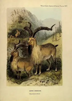 Capra: Markhor, Capra falconeri