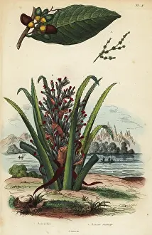 Dhistoire: Marking nut and pinuela fruit