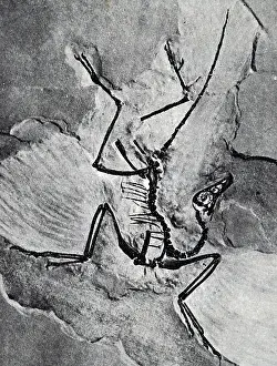 Themselves: Markings and fossils in the rocks