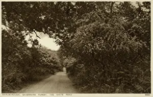Savernake: Marlborough, Wiltshire - Savernake Forest, The White Road