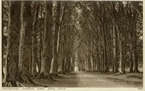 Savernake: Marlborough, Wiltshire - Savernake Forest, Grand Avenue