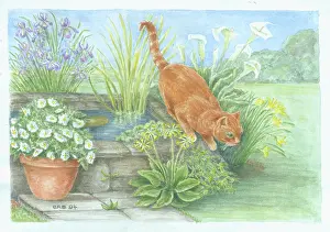 Beattie: Marmalade cat in garden by a pool