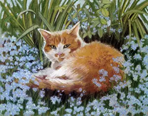 Marmalade: Marmalade cat lying amongst forget-me-nots