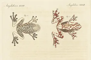 Ventral: Marmorea frog, Dendropsophus marmoratus