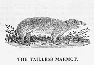 Hitherto: MARMOT (BEWICK) - 2