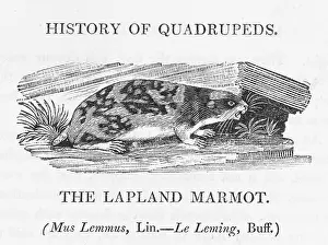 Marmot: MARMOT (BEWICK) - 3