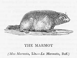 Marmot: MARMOT (BEWICK)