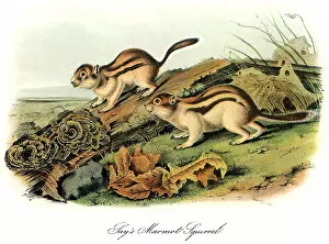 Audubon: Marmot Squirrel