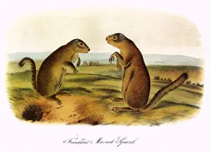 Franklins: Marmot Squirrels